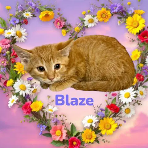 Blaze - Domestic Short Hair