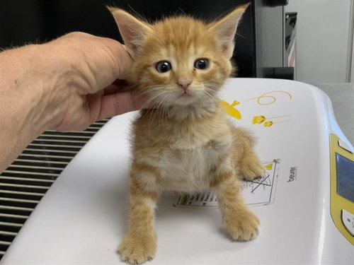 *BENNY, a cat for adoption from Tulare County Animal Control