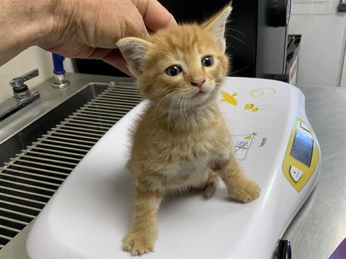 *RUSTY, a cat for adoption from Tulare County Animal Control