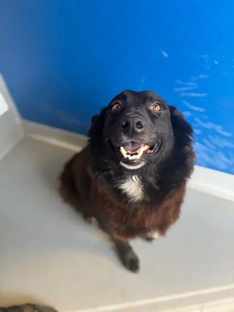 Farrah - Australian Shepherd