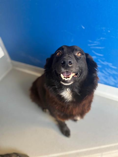 *FARRAH, a dog for adoption from Tulare County Animal Control