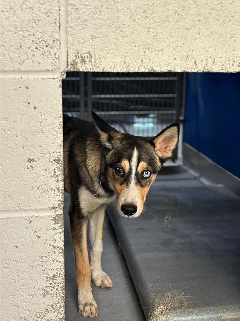 *DANNY, a dog for adoption from Tulare County Animal Control