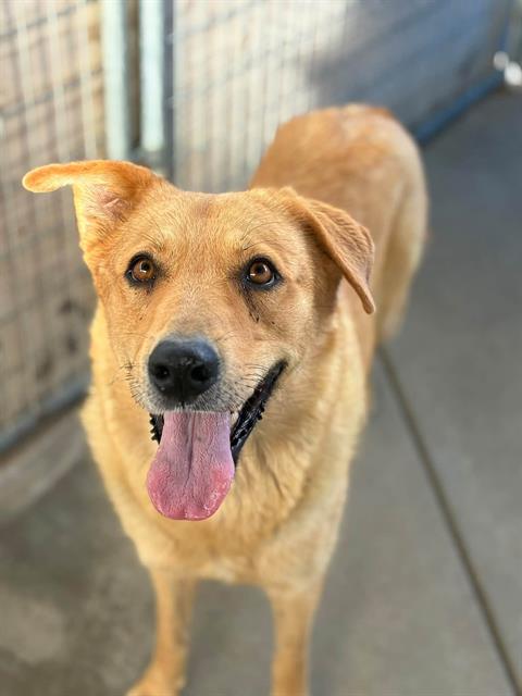 *MISS HONEY, a dog for adoption from Tulare County Animal Control