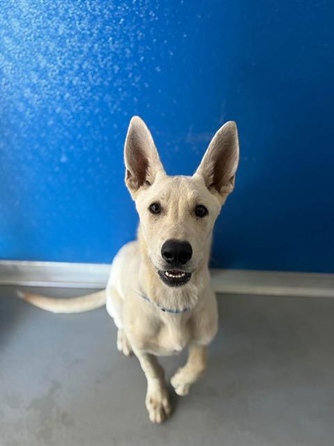 *ZERO, a dog for adoption from Tulare County Animal Control