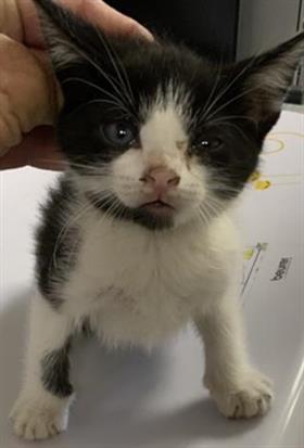 A256641, a cat for adoption from Tulare County Animal Control