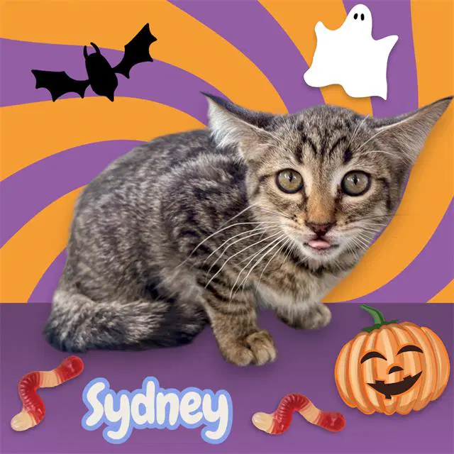 Sydney image 1
