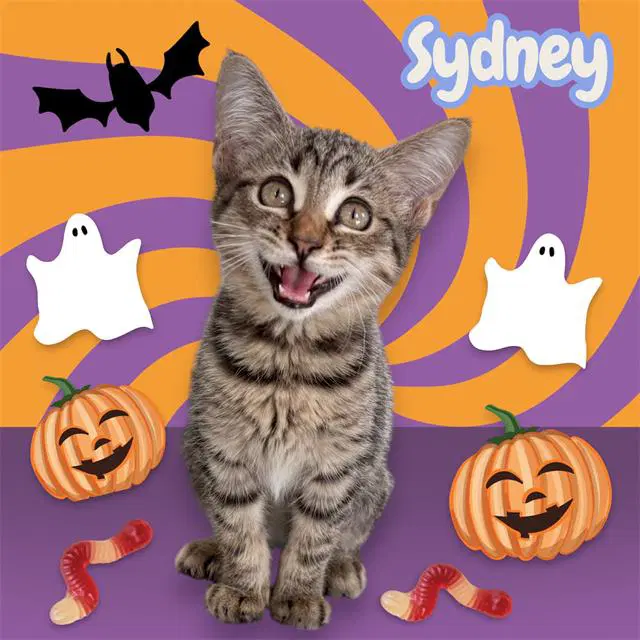 Sydney - Domestic Short Hair