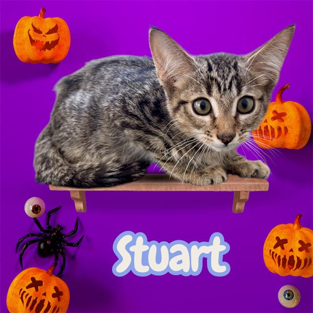 Stuart