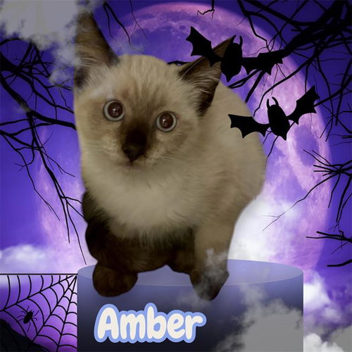 *AMBER, a cat for adoption from Tulare County Animal Control
