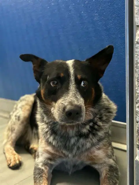 Frito - Queensland Heeler