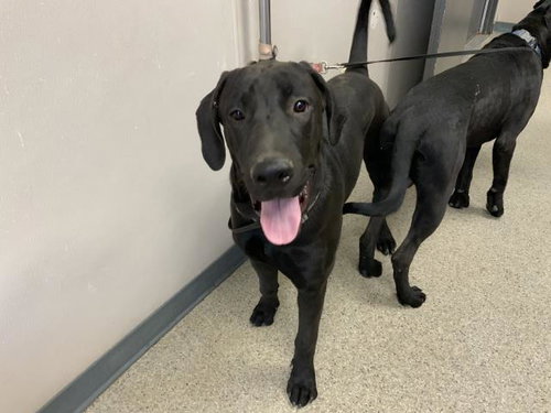 *TWEEDLE DEE, a dog for adoption from Tulare County Animal Control