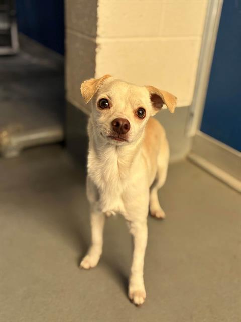 *JACK, a dog for adoption from Tulare County Animal Control