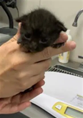 Mochi - Domestic Short Hair