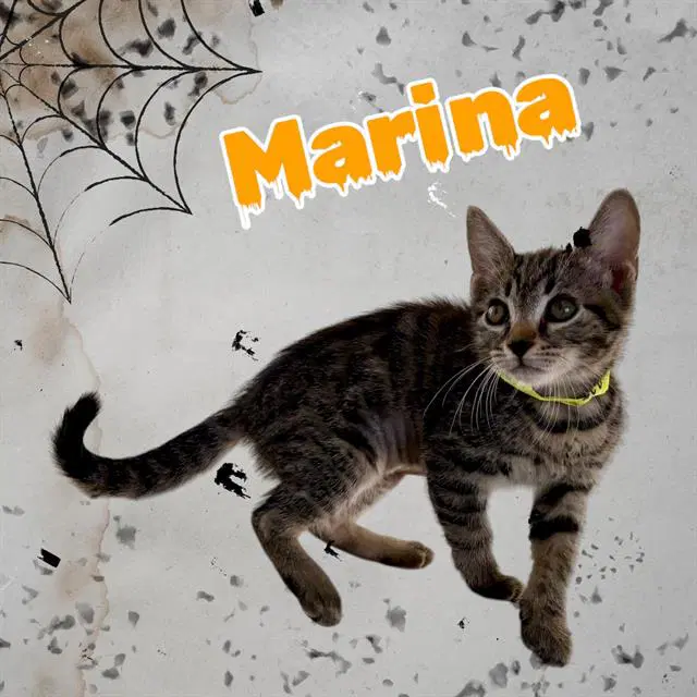 Marina - Domestic Short Hair