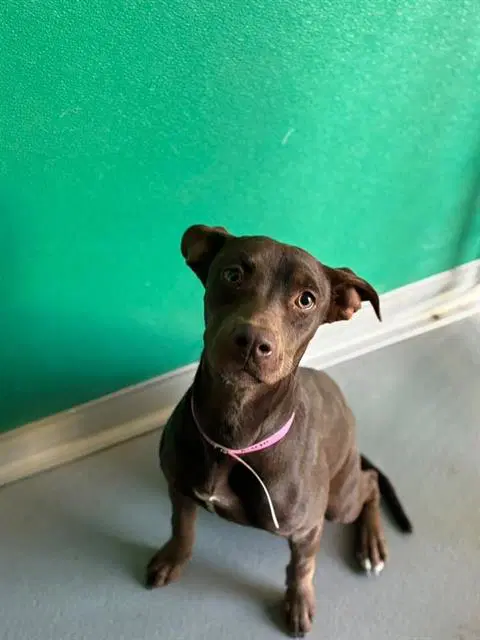 Kisses - Pit Bull Terrier