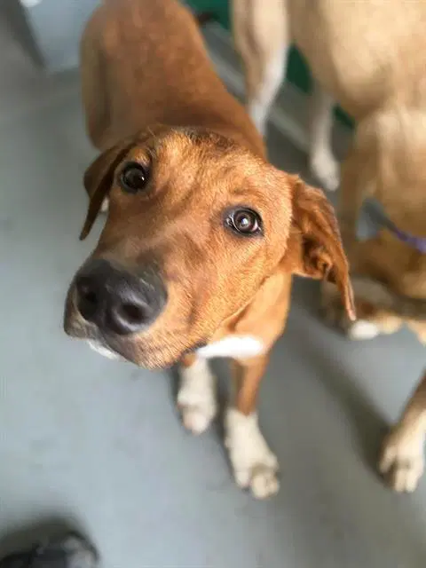 Unknown - Labrador Retriever