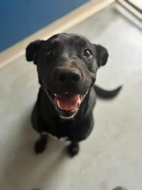 Mila - Labrador Retriever