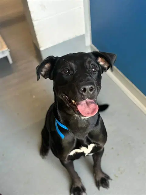 Mila - Labrador Retriever