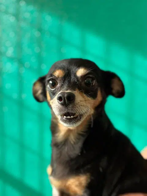 Shock - Chihuahua