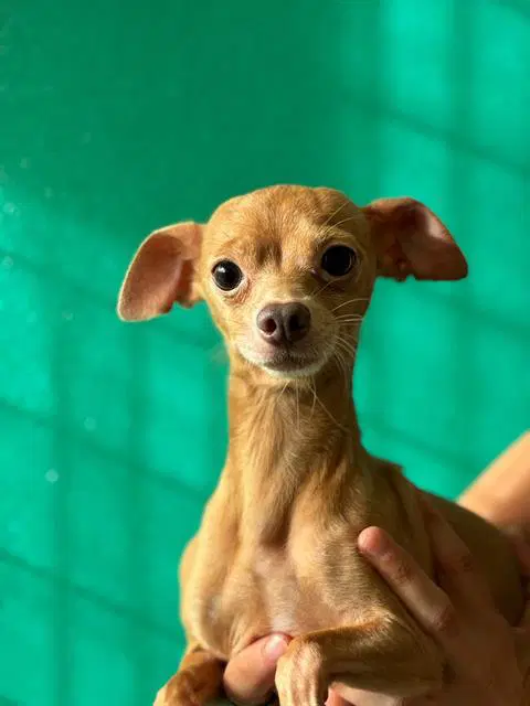 Barrel - Chihuahua