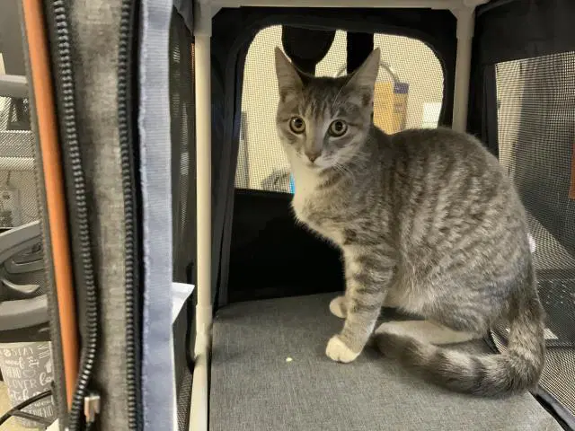 Grace - Domestic Short Hair