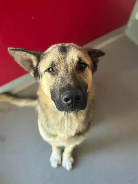 Unknown - German Shepherd Dog