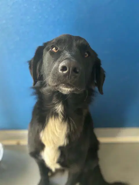 Emmett - Border Collie