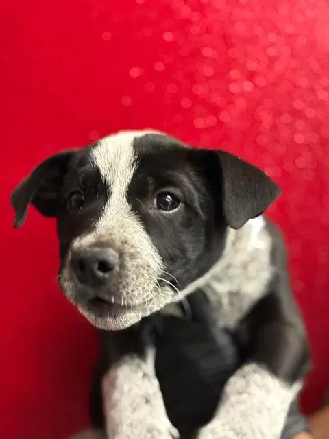 Pugsley - Queensland Heeler