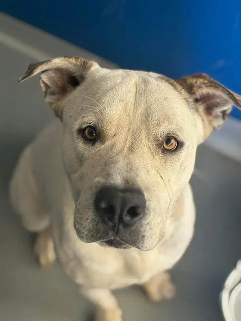 Stay Puft Marshmellow Man - Pit Bull Terrier