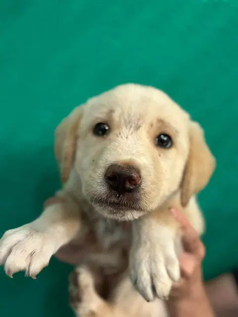 Tootsie Roll - Great Pyrenees