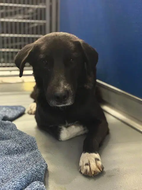 Unknown - Labrador Retriever