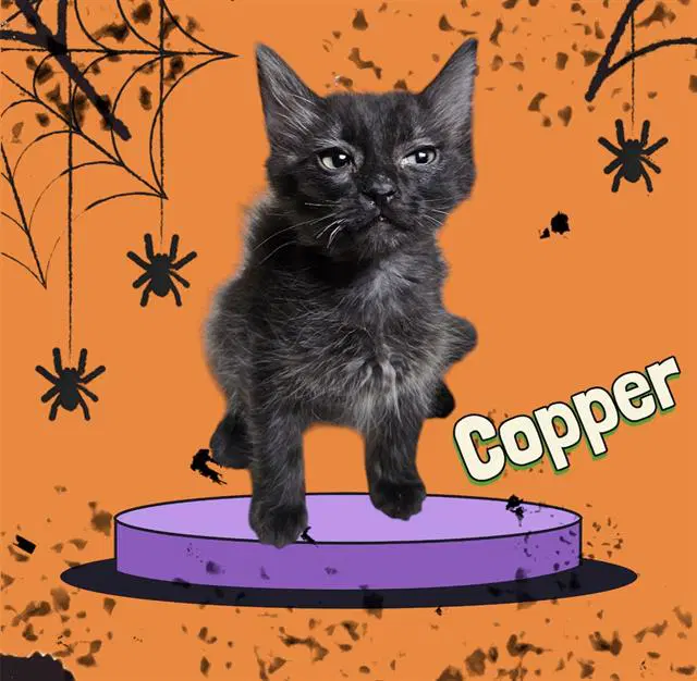 Copper - Domestic Medium Hair