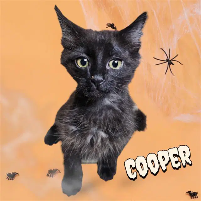 Cooper - Domestic Medium Hair
