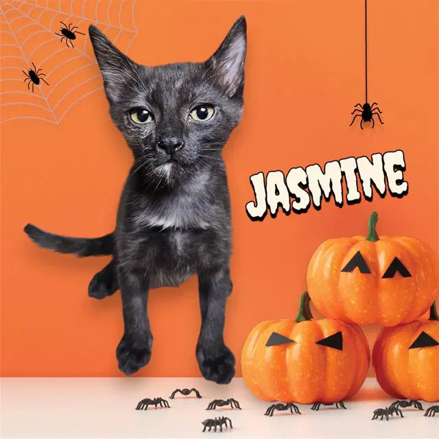 Jasmine - Domestic Medium Hair