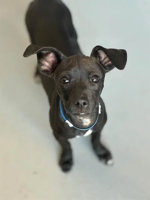 Bitty - Chihuahua