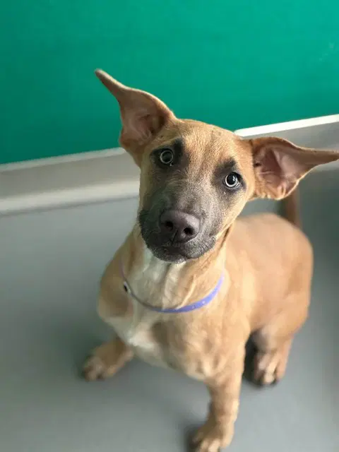 Lydia - Bull Terrier