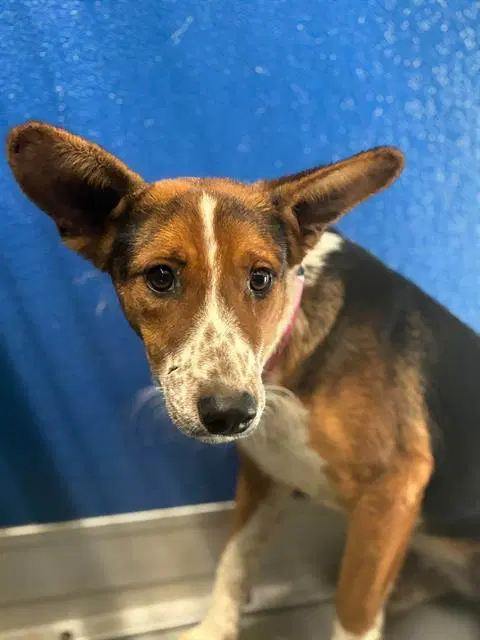 Lottie - Queensland Heeler