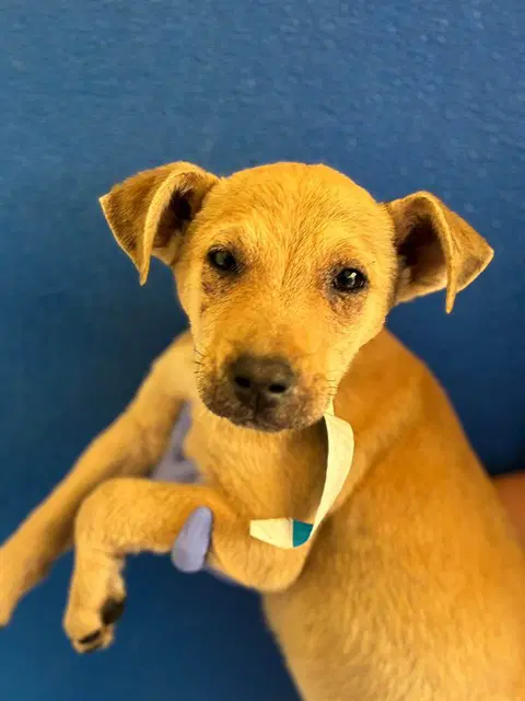Max - Parson Russell Terrier
