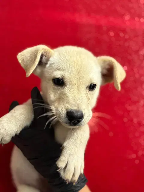 Peter Pan - German Shepherd Dog