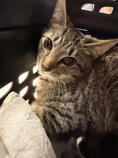 Unknown - Domestic Short Hair