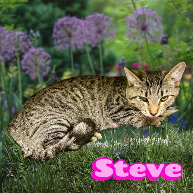 *STEVE