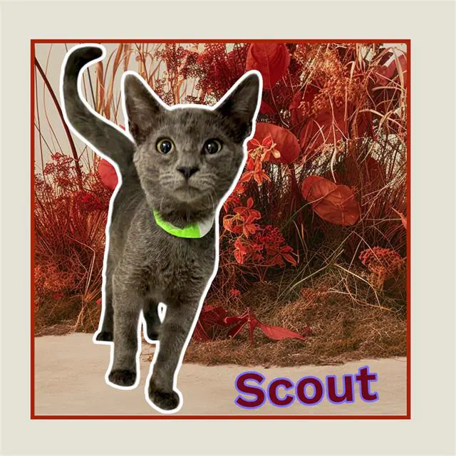 Barnaby - Domestic Short Hair