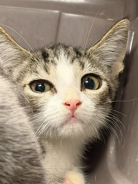 Shadow - Domestic Short Hair