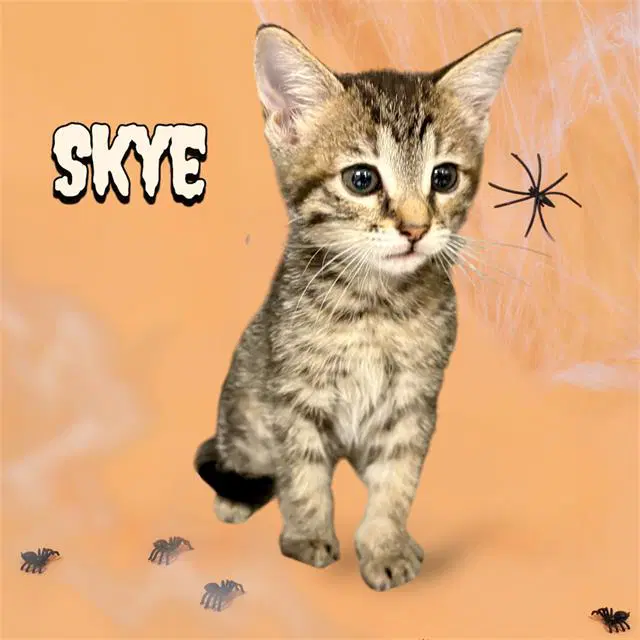 Skye - Domestic Short Hair
