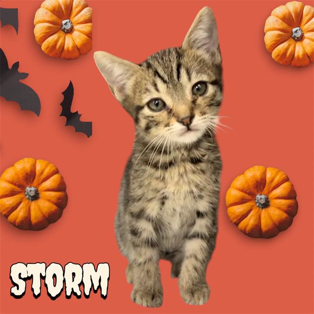 Storm