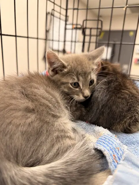 Oliver - Domestic Medium Hair