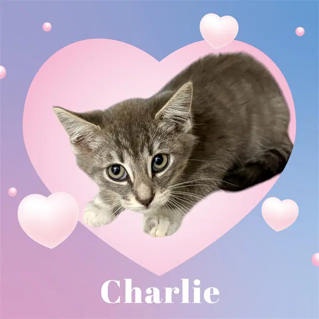 Oliver - Domestic Medium Hair