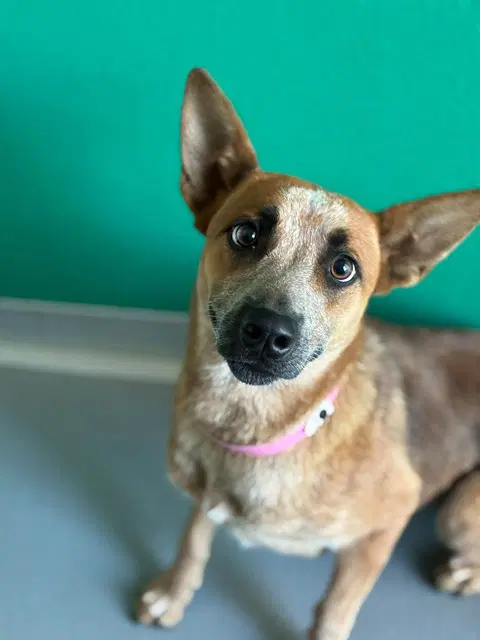 Foxy - Queensland Heeler