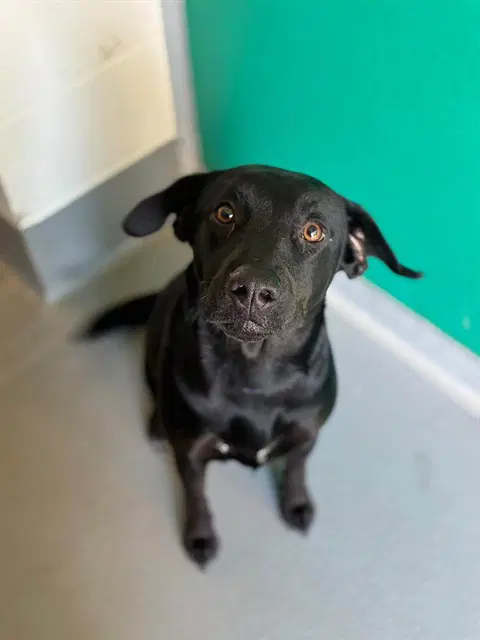 Max - Labrador Retriever