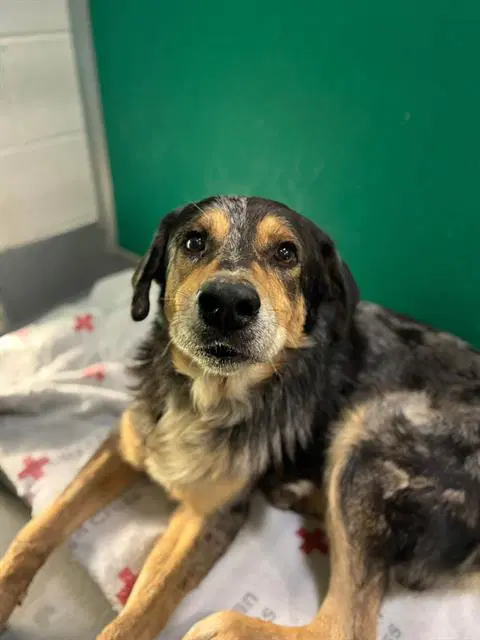 Rover - Australian Shepherd